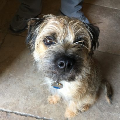 Oliver Border Terrier - Tips to Stop an Excitable Border Terrier From Jumping on People