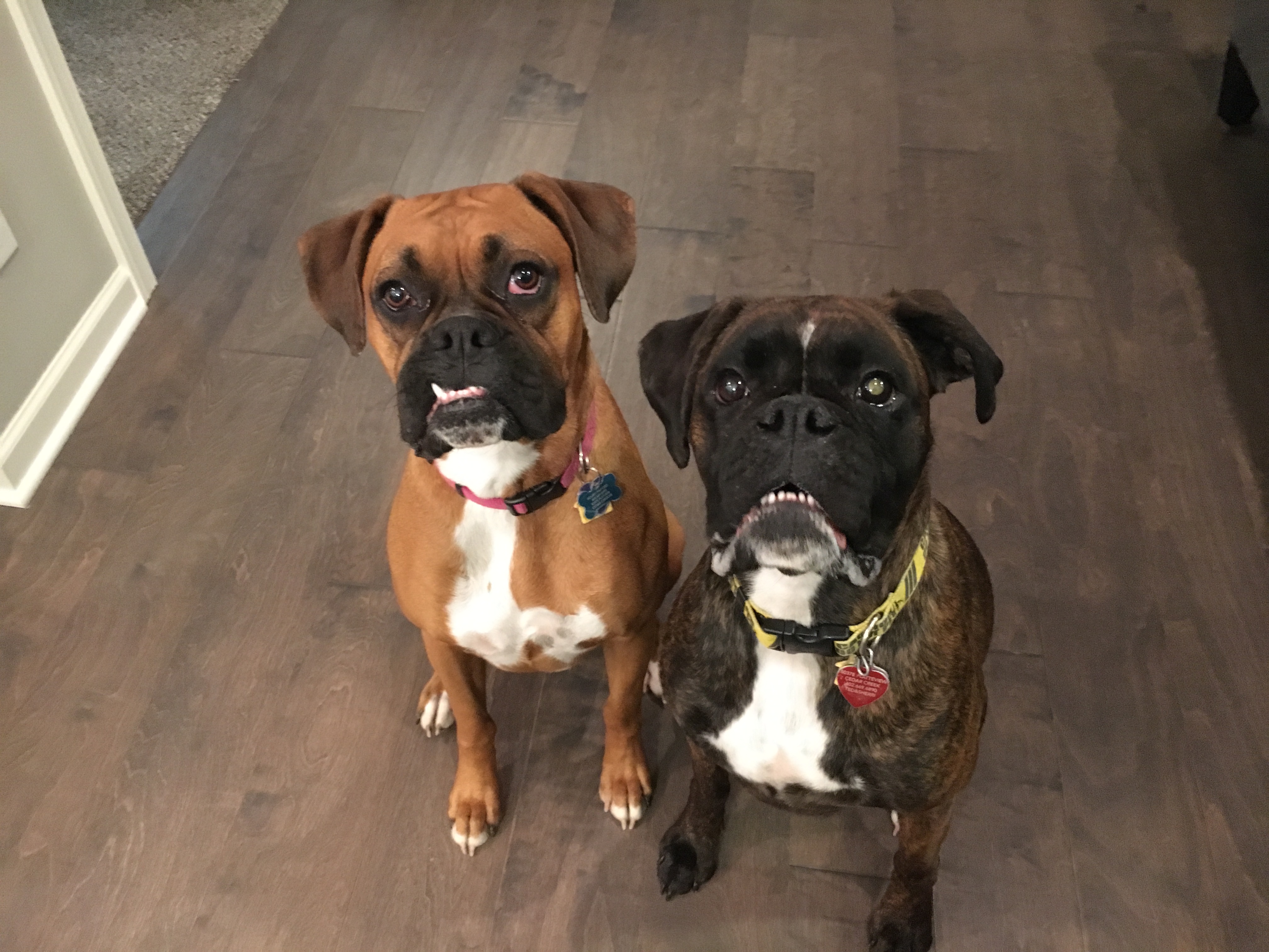 do boxers have separation anxiety