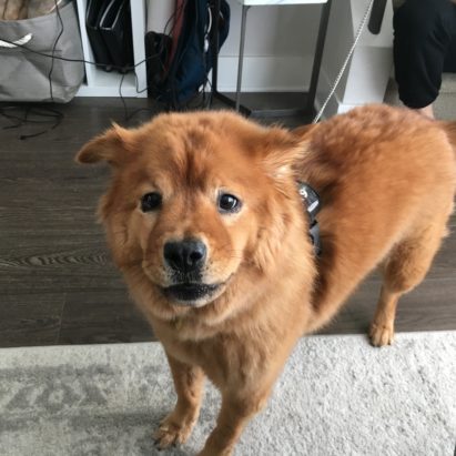 Tibbers - Teaching a Fearful Chow Mix to Stop Acting Aggressive Around Strangers