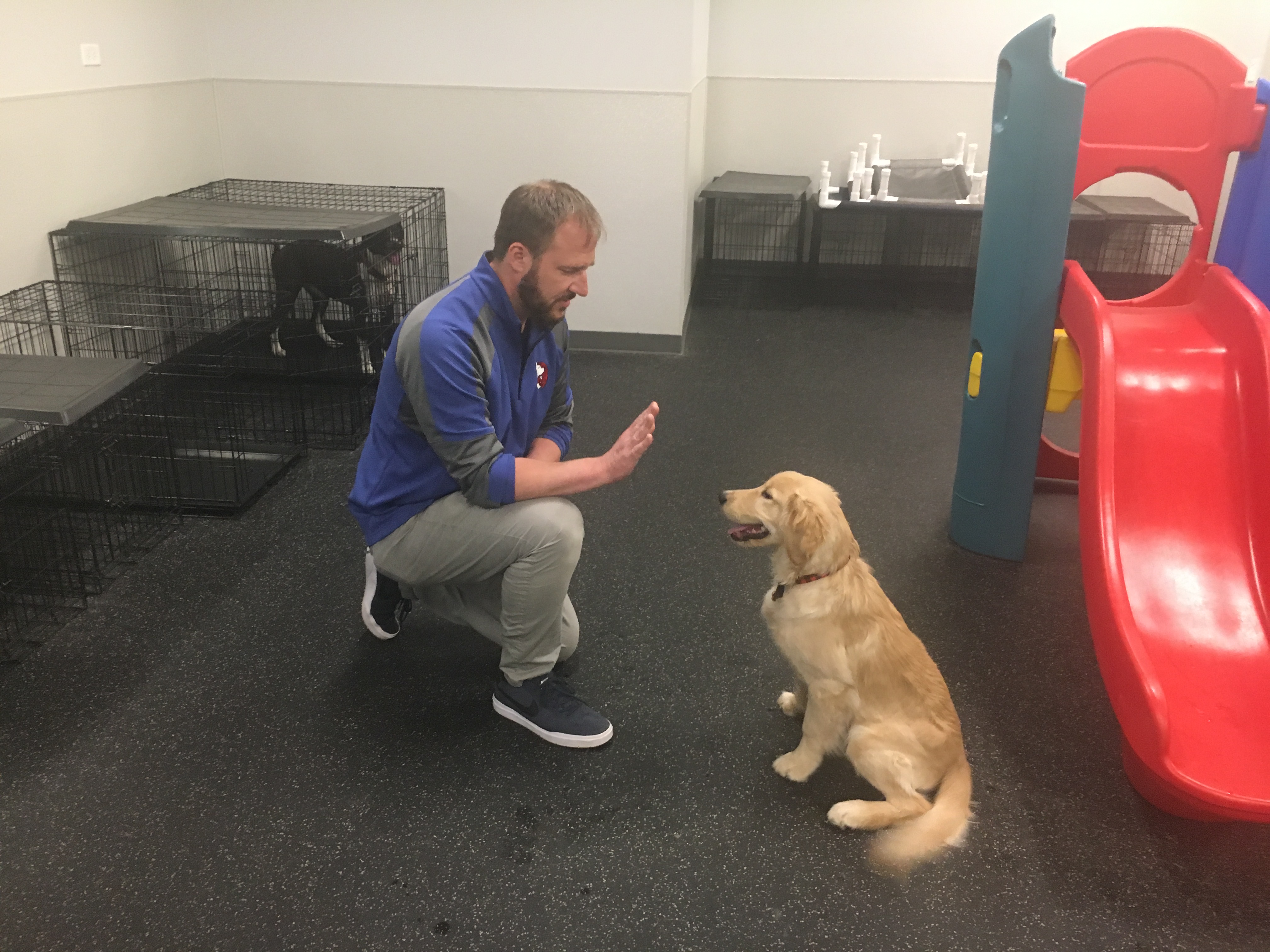 David Trains Daycare - Dog Daycare Training