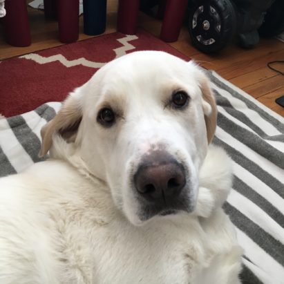 Gus Akbash Great Pyrenees - Stopping a Big Dog From Getting Upset at the Cats During Meals