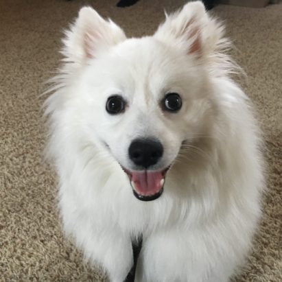 Odin - Helping a American Eskimo Stop Fearing New People