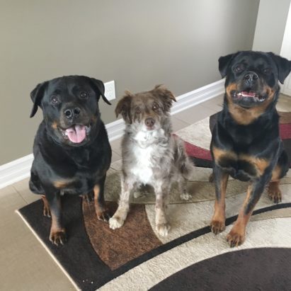 Roxy Ruby and Zoey 1 - Tips Help an Excited Rottweiler Calm Down for Walks