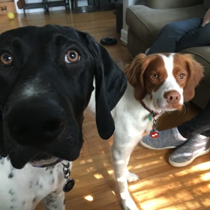 Bert and Gus - Teaching a Pair of High Energy Dogs to Calm Down and Stop Jumping on People