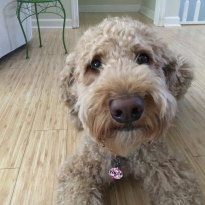Polly - Teaching a Goldendoodle to Focus to Improve Her Behavior
