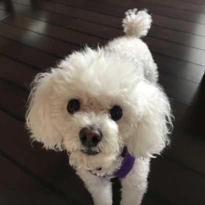Princess Toy Poodle - Teaching a Fearful Dog to Stay and Other Tips to Help with Separation Anxiety