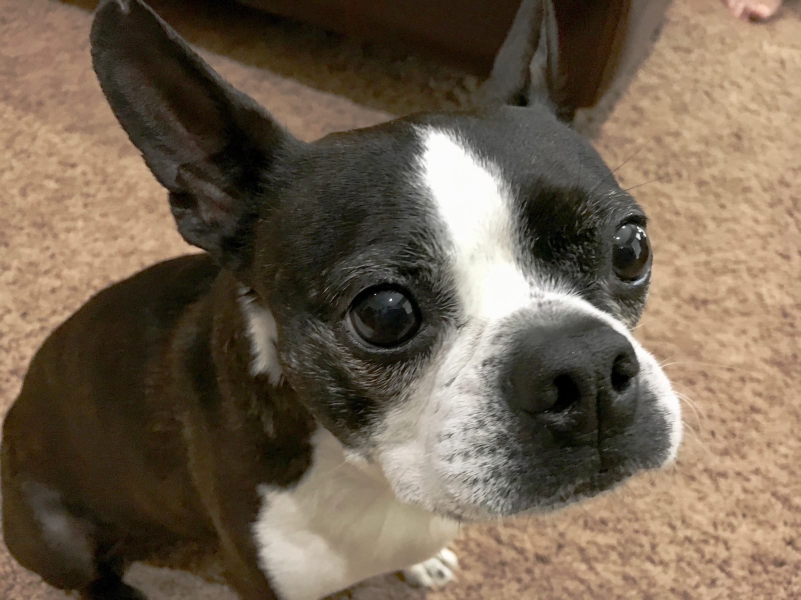 Helping a Boston Terrier Stop Acting Aggressive to a