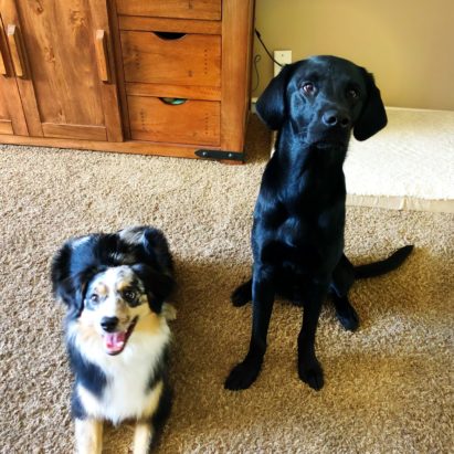 AceSota - Training Tips to Get Two Dogs to Get Along