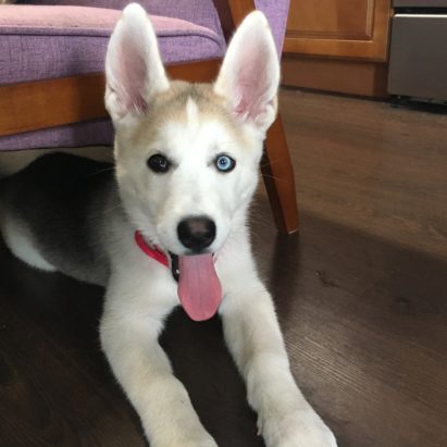 Haku 1 - Tips to Stop a Husky Puppy From Mouthing and Nipping His Human