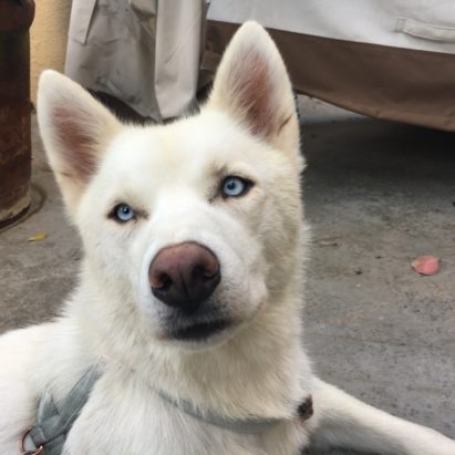 Misha - Tips to Help a Venice Beach Husky Get Over Her Separation Anxiety