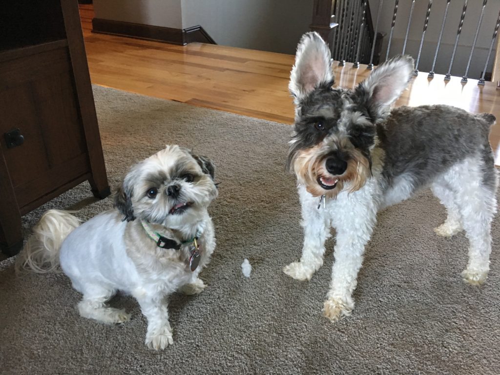 Tips to a Mini Schnauzer from Barking: Gone Problems