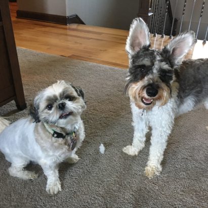Daisy and Gunther - Tips to Stop a Mini Schnauzer from Barking