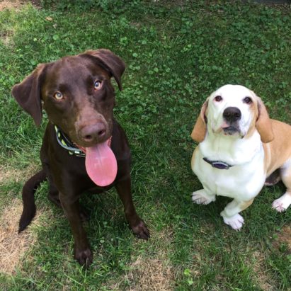 Oakley and Molly - Stopping a Basset Hound Mix From Resource Guarding