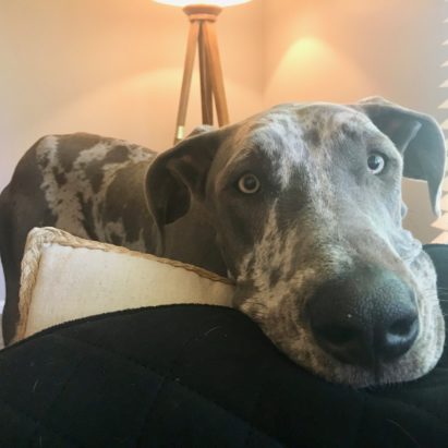 Keeva - Teaching a Great Dane to Stay Behind an Invisible Line Around the Table