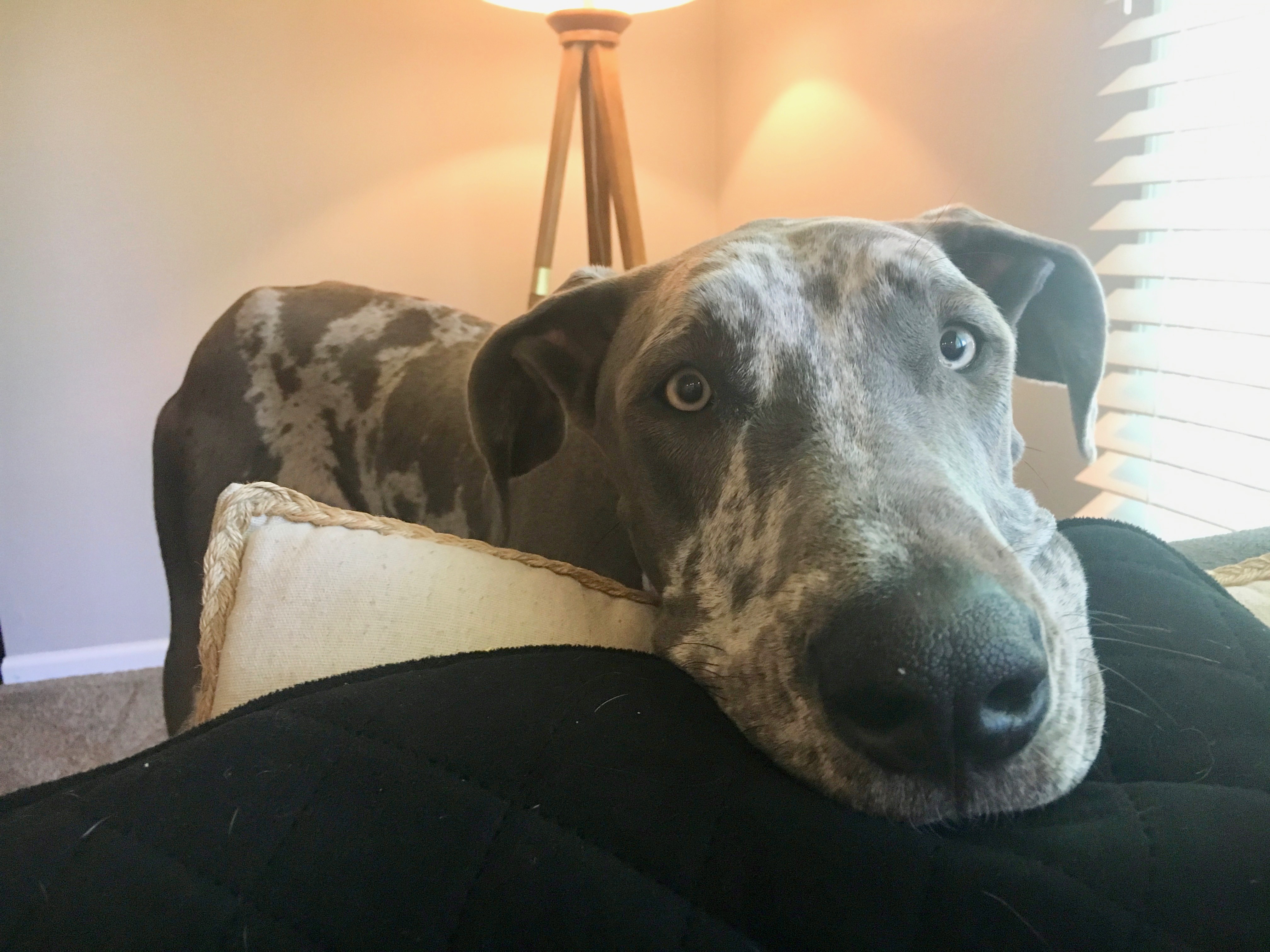 Teaching a Great Dane to Stay Behind an Invisible Line Around the Table:  Dog Gone Problems