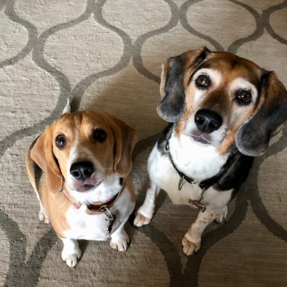 KikiEllieMay - Great Tips to Help a Beagle Overcome her Fear of the Vet