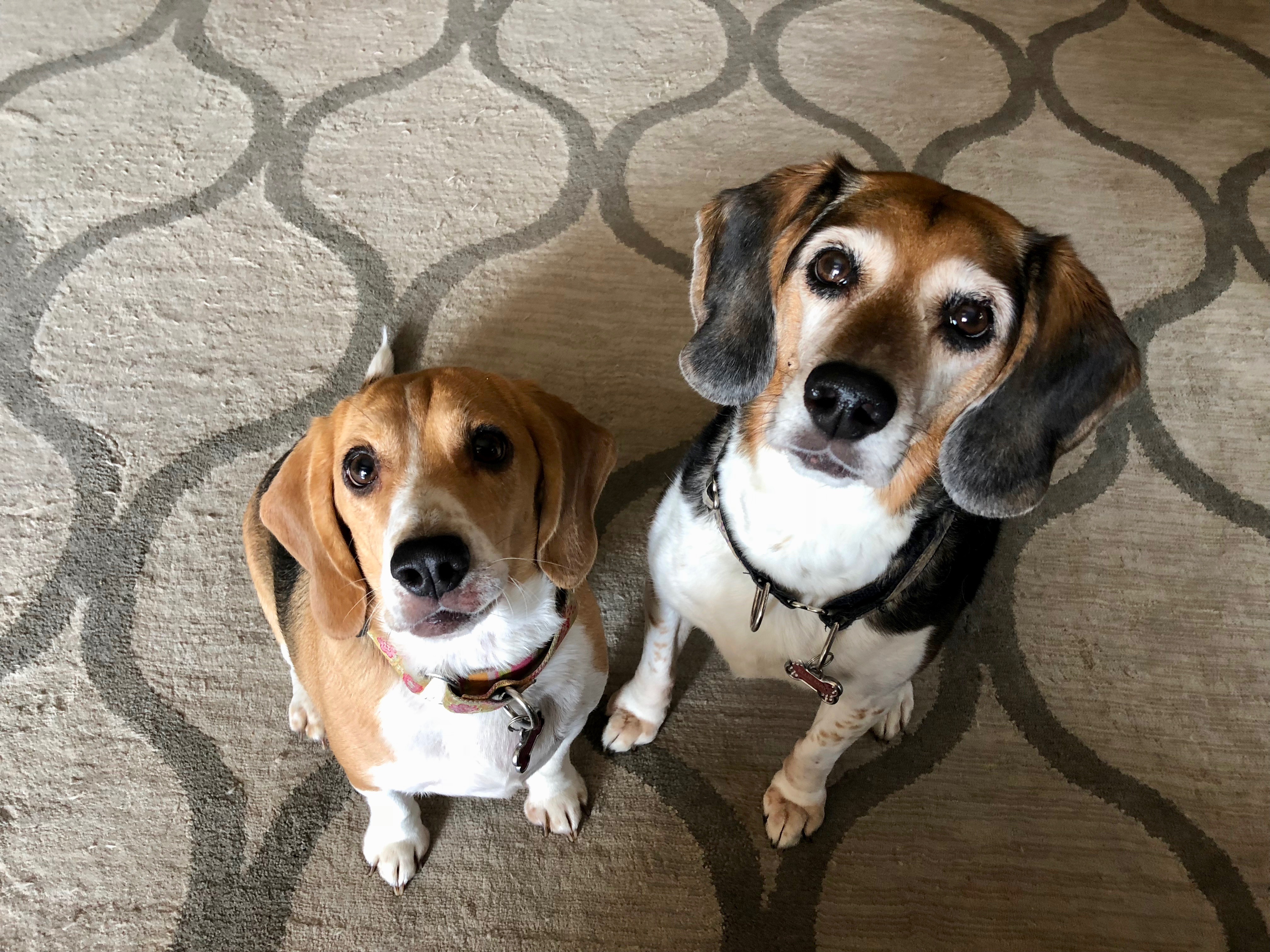 KikiEllieMay - Great Tips to Help a Beagle Overcome her Fear of the Vet