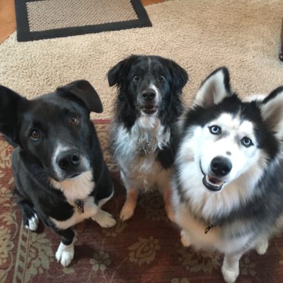 Riley Sadie Murphy - Teaching a Trio of Dogs to Calm Down When People Come to the Door