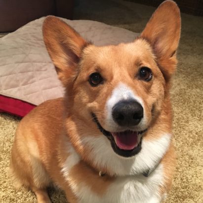 Howie Omaha Corgi - Teaching a Corgi its Not Polite to Rush Up to Unknown Dogs