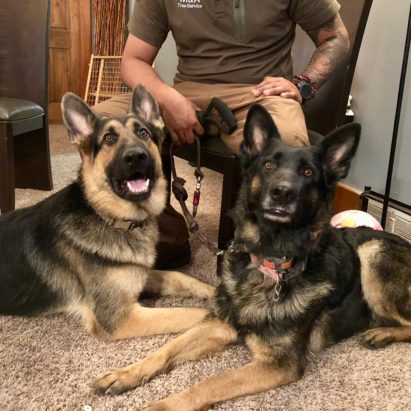 RileyCova - Kennel Training Two Shepherds to Relax