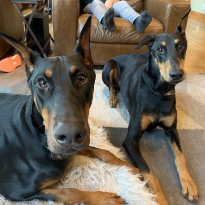 Zeke and Ray - Teaching a Pair of Dobermans to Stay Behind an Invisible Line When Guests Knock at the Door