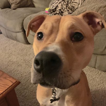 Bella Omaha Pit Boxer mix - Sharing Remedial Potty Training Tips to Stop a Pit Mix's Accidents in the House