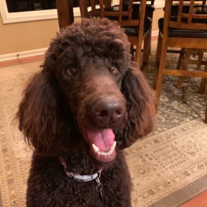 Mabel thumb - Tips to Help a Skittish Standard Poodle Feed Better About Houseguests