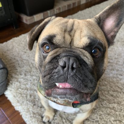 Teddy TO Frenchie - Tips to Teach a Dog to Stop Jumping on People and Calm Itself Down Instead