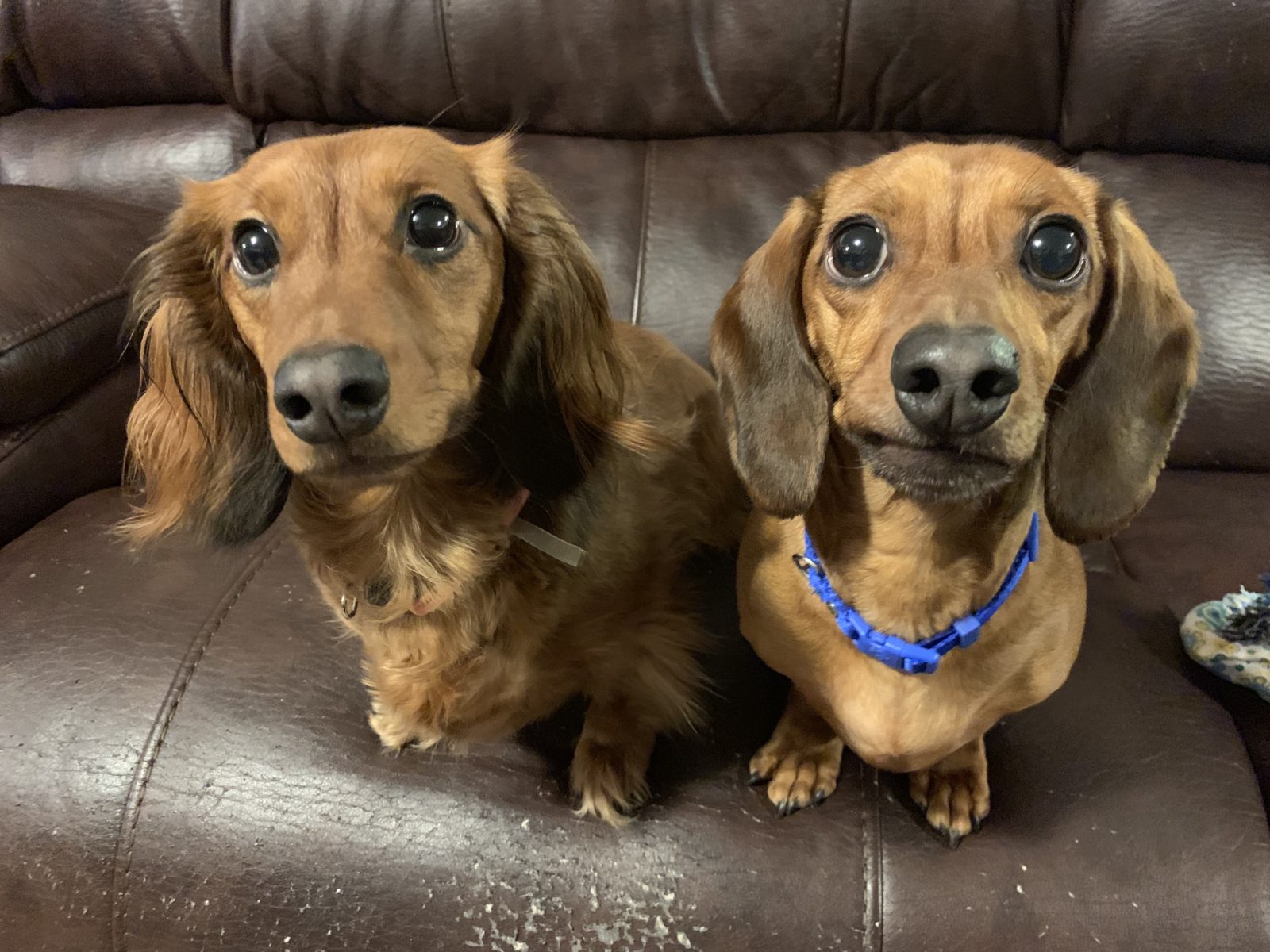 Tips to Stop a Miniature Dachshund From Excited and