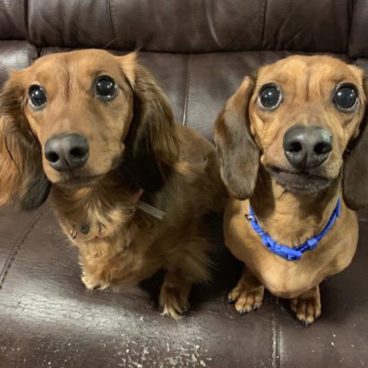 Penny and Copper - Tips to Stop a Miniature Dachshund From Excited and Submissive Urination