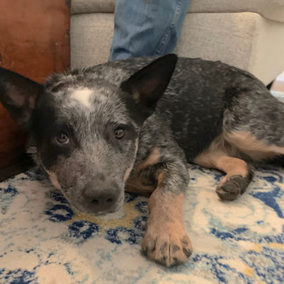 Scout Blue Heeler Puppy - Using Freeshaping to Help a Puppy Stop Acting Aggressive