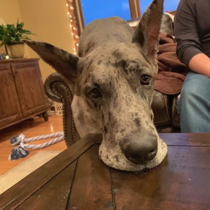 Winthorpe Table Chin - Tips for a Great Dane Who Doesn't Always Come Inside When Called