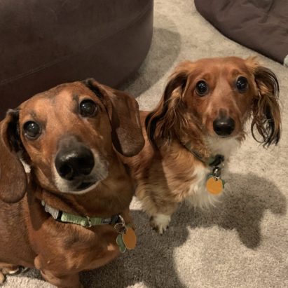 Beau and Gus - Positive Kennel Training Helps a Mini Dachshund Get Over His Fear of the Kennel