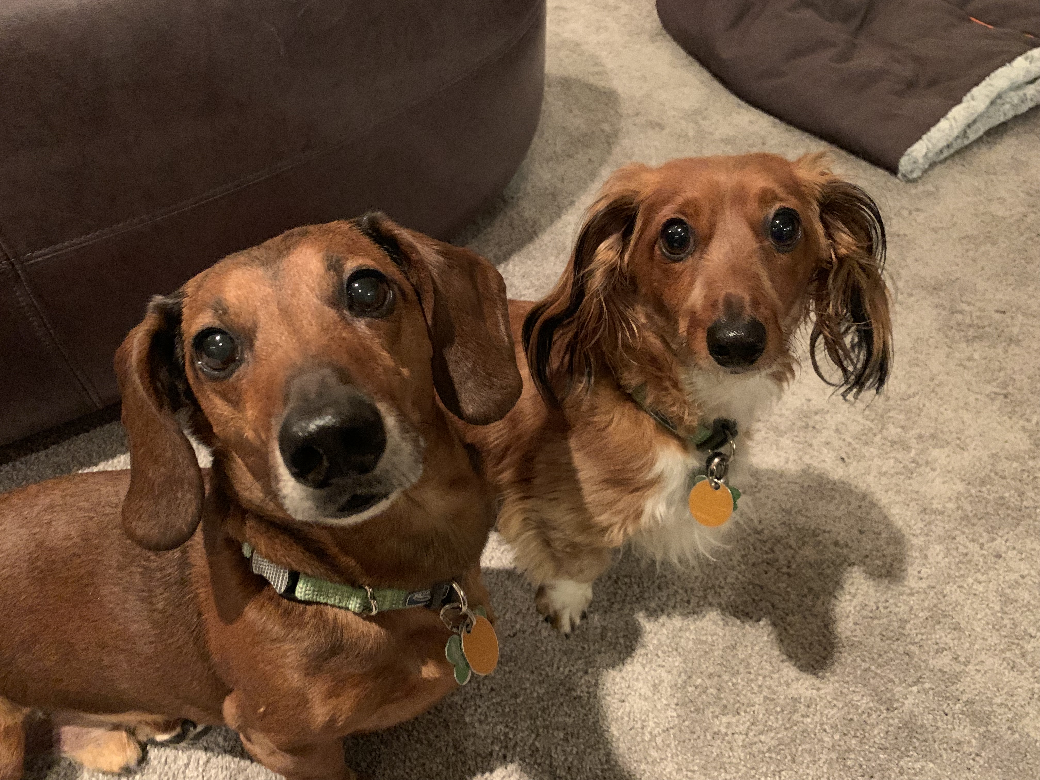 Positive Kennel Training Helps a Mini Dachshund Get Over