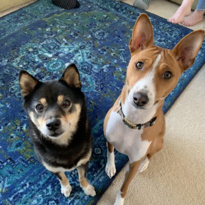Macy and Benji - Positive Kennel Training Helps a Basenji Learn to Like the Kennel