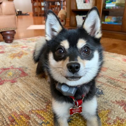 Rose Husky Klee Kai mix - Using Classical Conditioning to Stop a Dog From Rushing Out the Door