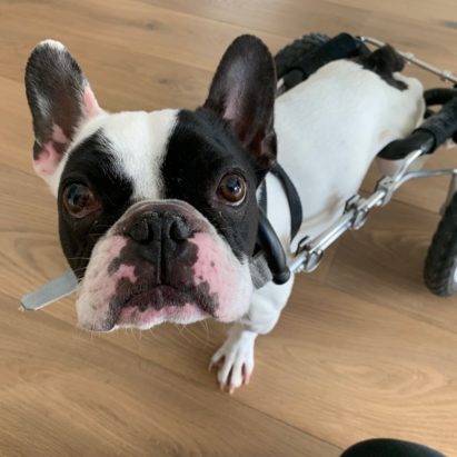 Minor - Helping a French Bulldog in a Wheel Chair Learn Directional Commands