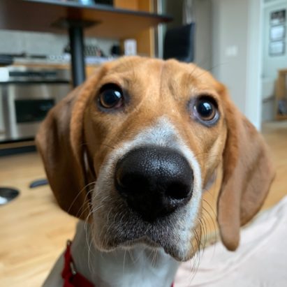 Leo SM Beagle - Training a Santa Monica Beagle Puppy to Come