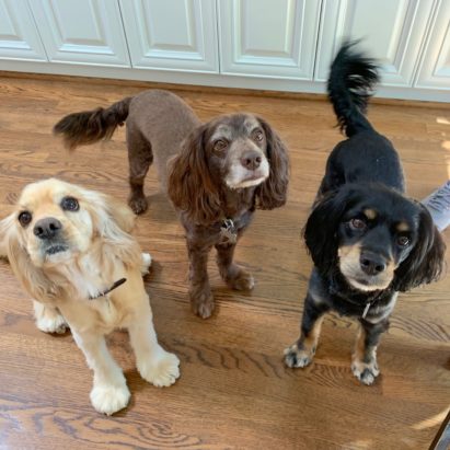 Mini Bailey and Monty - A Plethora of Dog Behavior Tips Help a Trio of Rescue Cocker Spaniels