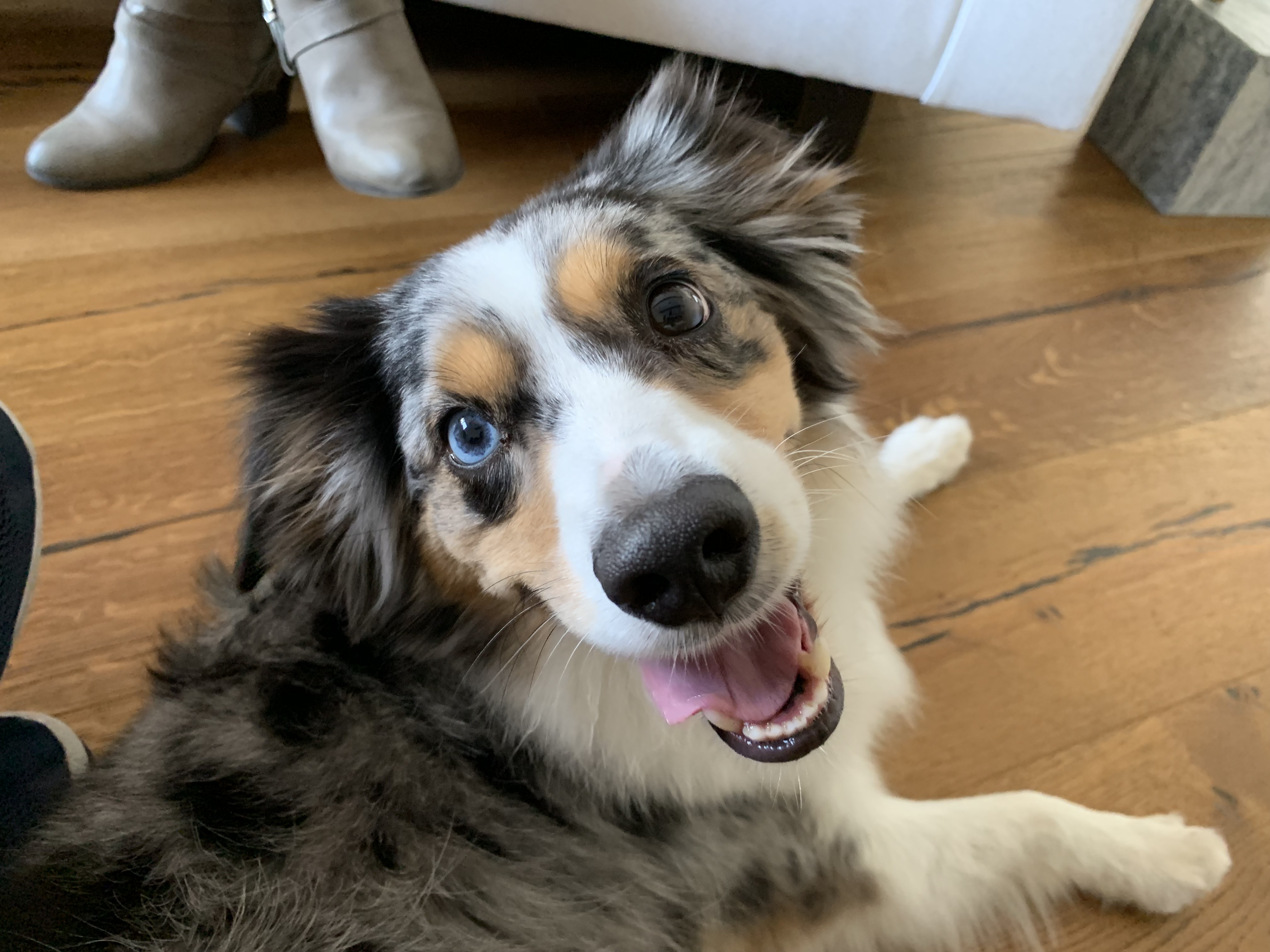 Stopping a Mini Australian Shepherd From Barking at Things Outside: Dog Problems