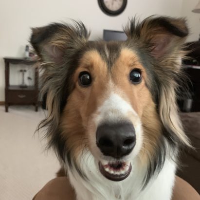 Casey Sheltie - Tips to Stop a Sheltie from Pulling on the Leash