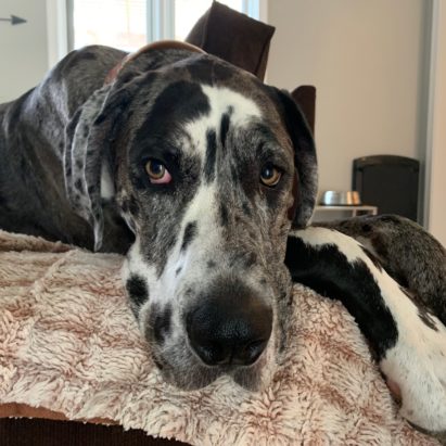 Luna Great Dane - Teaching a Great Dane to Stay Calm When People Come to the Door