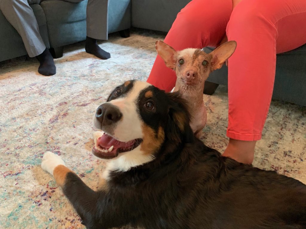Andrea and Luna - Teaching a Jealous Older Dog to Stop Trying to Dominate the Puppy