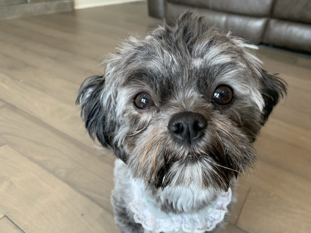 Bailey Shih Tzu Poodle mix - Stopping Bailey's Accidents and Teaching Her to Ring a Bell to Ask to Go Potty