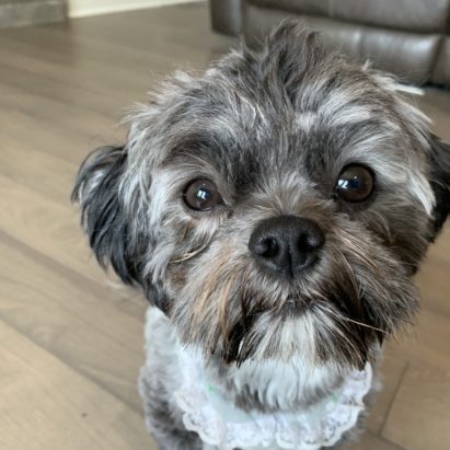 Bailey Shih Tzu Poodle mix - Stopping Bailey's Accidents and Teaching Her to Ring a Bell to Ask to Go Potty