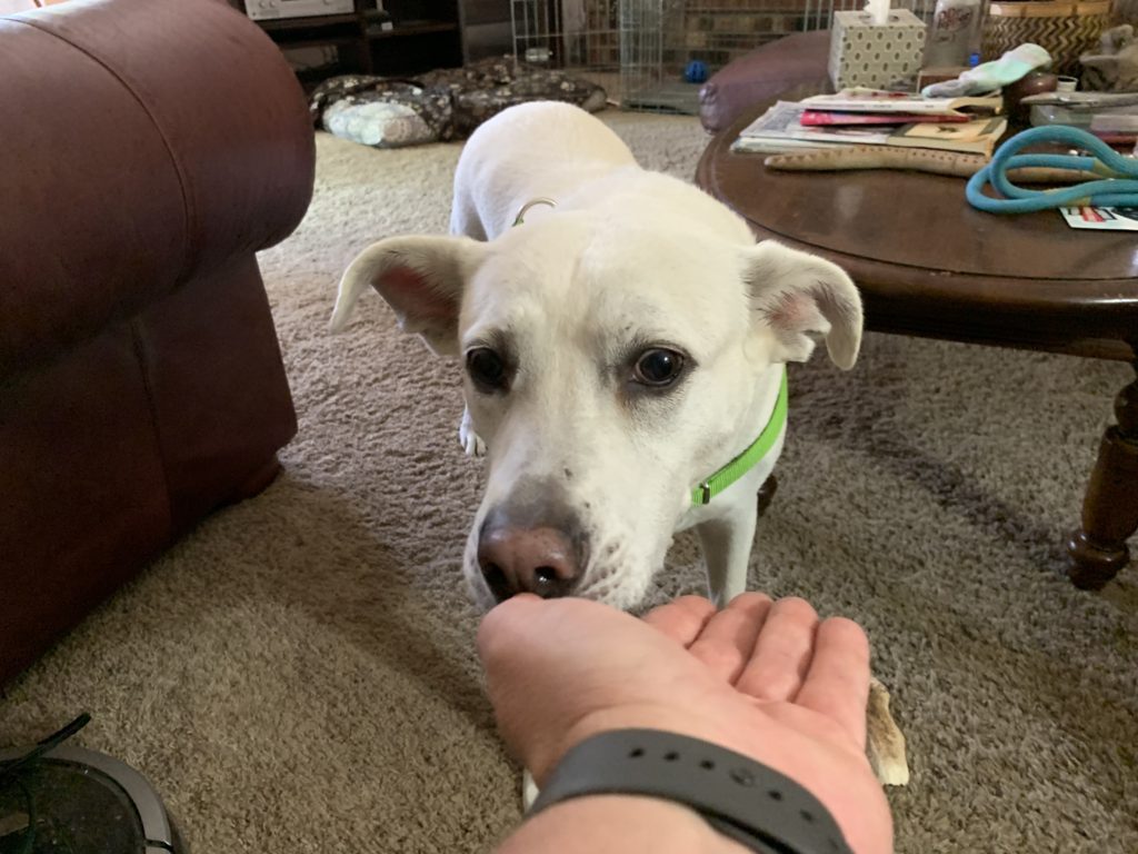 Cali White Lab mix - An Easy Way to Help an Anxious Dog Get Over Her Fear of People
