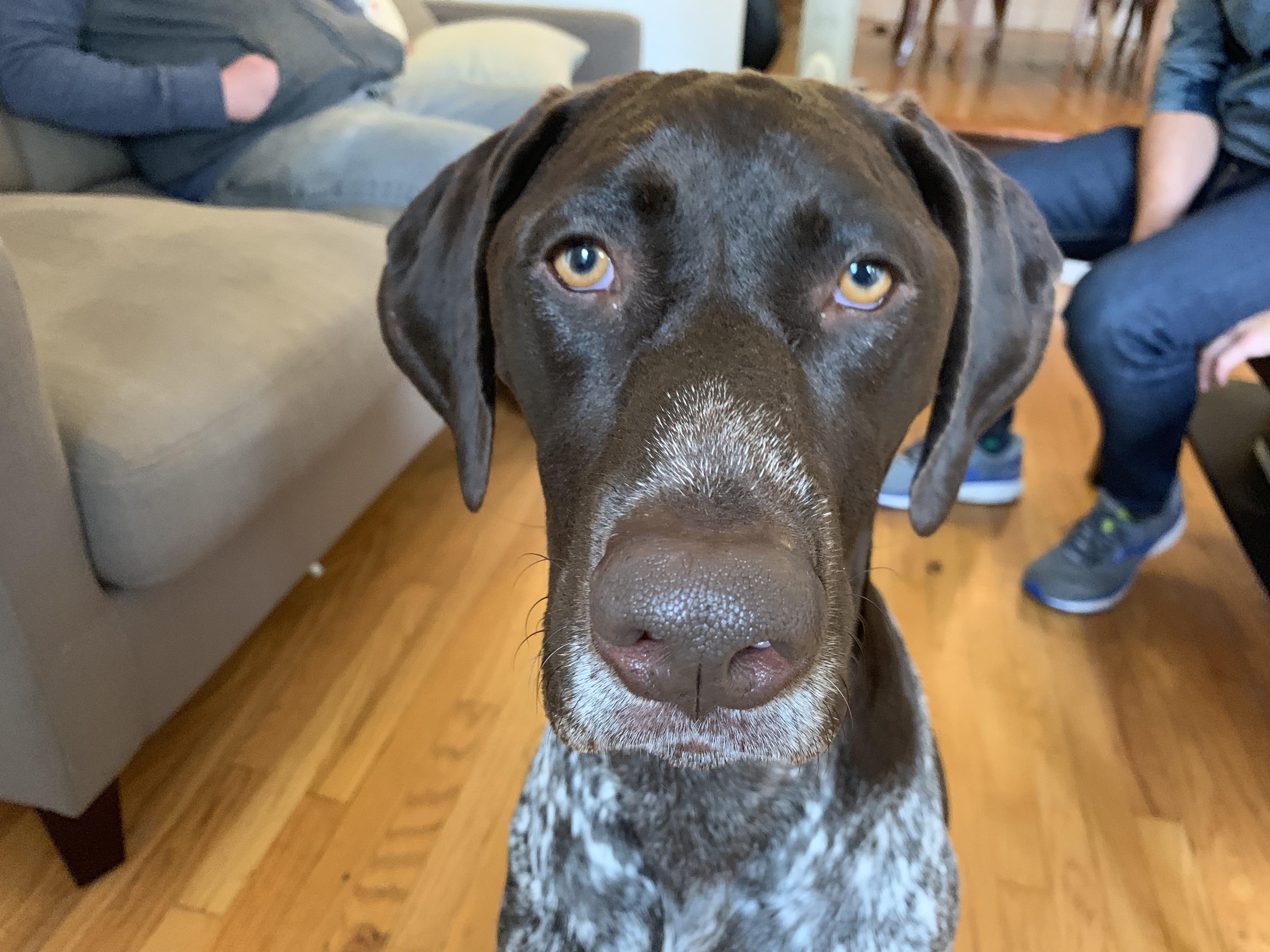 Cooper Silverlake GSP - Teaching a German Shorthair Pointer to Stay to Help Stop its Separation Anxiety