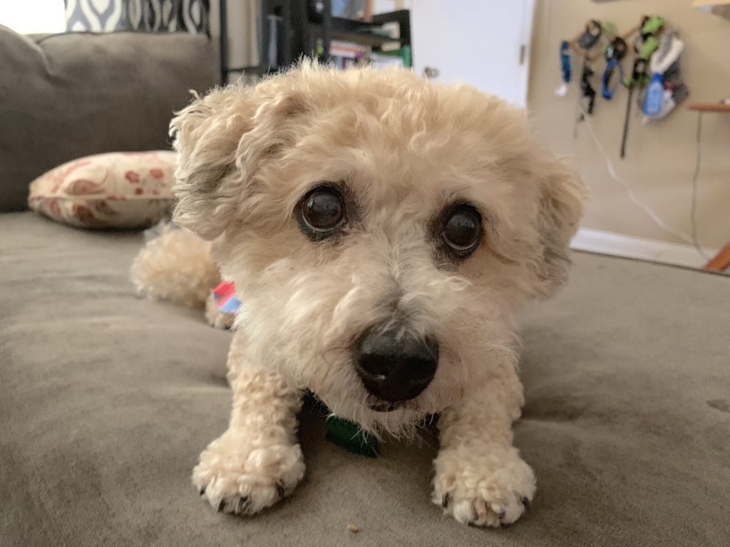 Annabelle LWDR Poodle mix2 - Building Up the Confidence of a Little White Dog Rescue Dog