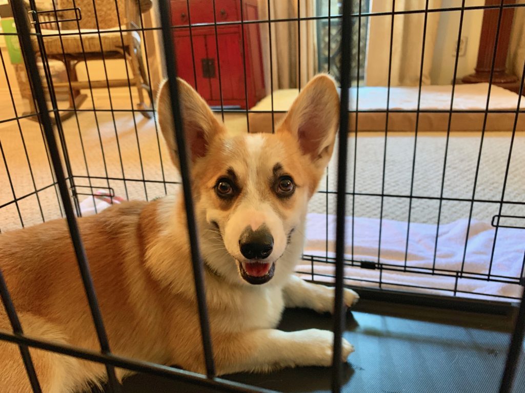 Ollie Brentwood Corgi - Positive Kennel Training Tips Help a Corgi Get Over its Fear of the Crate