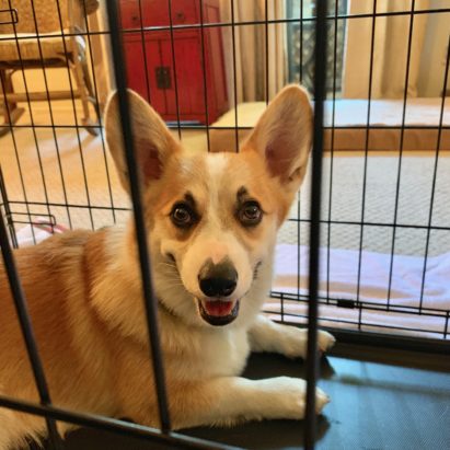Ollie Brentwood Corgi - Positive Kennel Training Tips Help a Corgi Get Over its Fear of the Crate